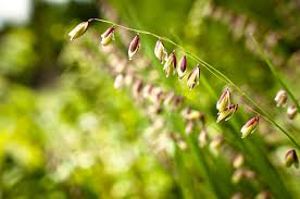 Attēlu rezultāti vaicājumam “Melica nutans leaf”