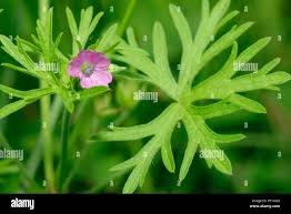 Attēlu rezultāti vaicājumam “Geranium dissectum leaf”