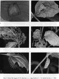 Attēlu rezultāti vaicājumam “Melitaea diamina underside”