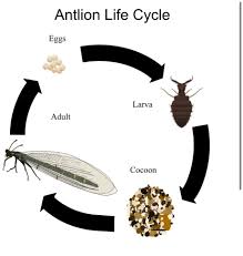 Attēlu rezultāti vaicājumam “Myrmeleontidae larva”