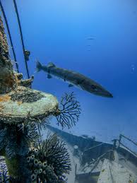 Image result for Dive Barracuda