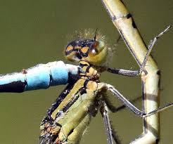 Attēlu rezultāti vaicājumam “Enallagma cyathigerum male”