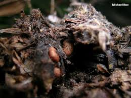 Attēlu rezultāti vaicājumam “Collybia tuberosa”