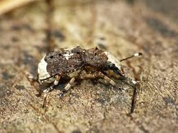 Attēlu rezultāti vaicājumam “Platystomos albinus”