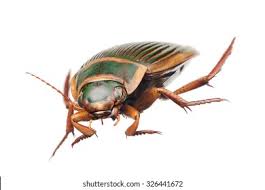 Attēlu rezultāti vaicājumam “Dytiscus marginalis”