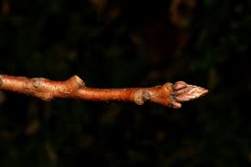 Attēlu rezultāti vaicājumam “Stuckenia filiformis bud”