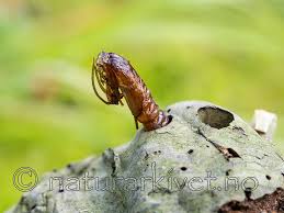 Attēlu rezultāti vaicājumam “Scardia boletella”