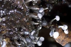 Attēlu rezultāti vaicājumam “Physarum leucophaeum macro”