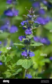 Attēlu rezultāti vaicājumam “Ajuga genevensis”