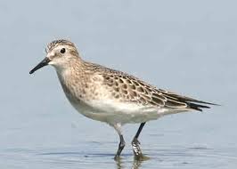Image result for Calidris bairdii