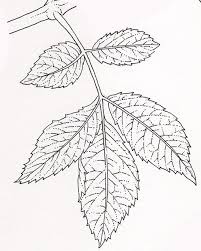 Attēlu rezultāti vaicājumam “Sambucus nigra leaf”