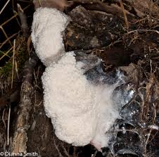 Attēlu rezultāti vaicājumam “Brefeldia maxima”