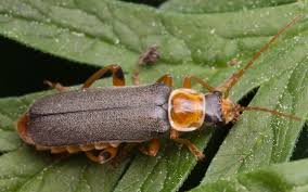 Attēlu rezultāti vaicājumam “Cantharis nigricans”