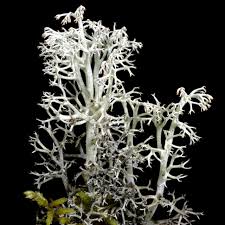 Attēlu rezultāti vaicājumam “Cladonia stygia”