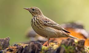 Attēlu rezultāti vaicājumam “Anthus trivialis adult”