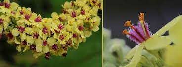 Attēlu rezultāti vaicājumam “Verbascum nigrum flower”