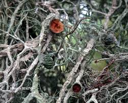 Attēlu rezultāti vaicājumam “Evernia divaricata”