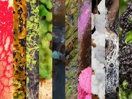 Attēlu rezultāti vaicājumam “Diderma tigrinum”