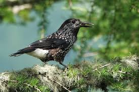 Attēlu rezultāti vaicājumam “Nucifraga caryocatactes adult”