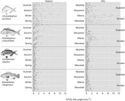 Image result for Cymatoceps nasutus