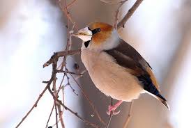 Attēlu rezultāti vaicājumam “Coccothraustes coccothraustes adult”