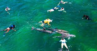 Image result for Belfairs Dolphins Snorkelling Club