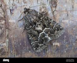 Attēlu rezultāti vaicājumam “Thalpophila matura”