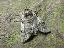 Attēlu rezultāti vaicājumam “Achlya flavicornis”