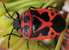 Attēlu rezultāti vaicājumam “Eurydema dominulus imago”