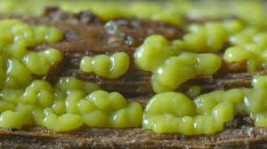 Attēlu rezultāti vaicājumam “Ceratiomyxa porioides plasmodium”