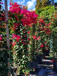 Image result for bougainvillea