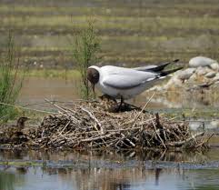 Attēlu rezultāti vaicājumam “Larus ridibundus eggs”
