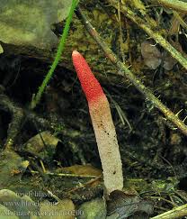 Attēlu rezultāti vaicājumam “Mutinus ravenelii”