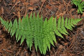 Attēlu rezultāti vaicājumam “Dryopteris expansa”