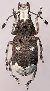 Attēlu rezultāti vaicājumam “Platystomos albinus”