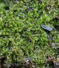 Attēlu rezultāti vaicājumam “Jungermannia leiantha”