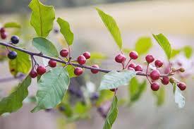 Attēlu rezultāti vaicājumam “Frangula alnus fruit”