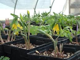 Attēlu rezultāti vaicājumam “Uvularia grandiflora”