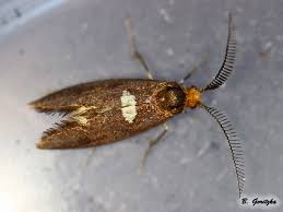 Attēlu rezultāti vaicājumam “Incurvariidae”