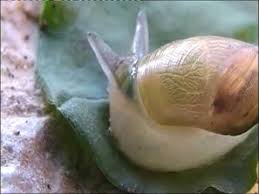 Attēlu rezultāti vaicājumam “Leucochloridium paradoxum larva”