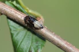 Attēlu rezultāti vaicājumam “Aphrophora nymph”