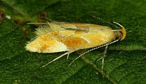 Attēlu rezultāti vaicājumam “Epicallima formosella”