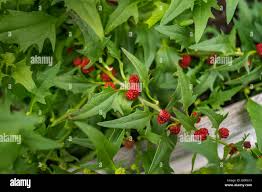 Image result for chenopodium foliosum
