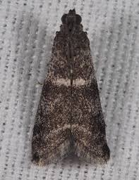 Attēlu rezultāti vaicājumam “Apomyelois bistriatella”