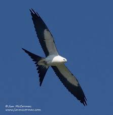 Image result for Kent Kite Flyers Club