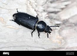 Attēlu rezultāti vaicājumam “Spondylis buprestoides”