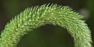 Attēlu rezultāti vaicājumam “Phleum pratense”