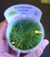 Attēlu rezultāti vaicājumam “Eleocharis acicularis”