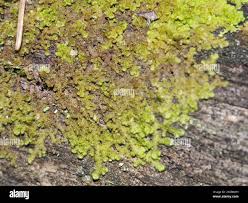 Attēlu rezultāti vaicājumam “Ptilidium pulcherrimum”