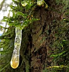 Attēlu rezultāti vaicājumam “Neckera pennata”